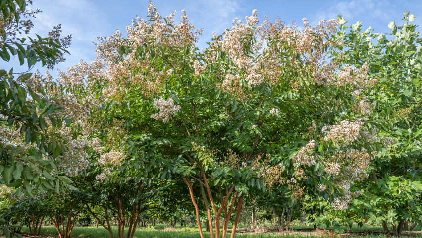 Lagerstroemia 'Natchez' mehrstämmige