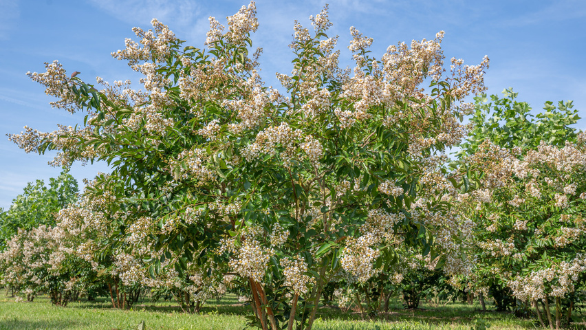 Lagerstroemia 'Natchez' mehrstämmige