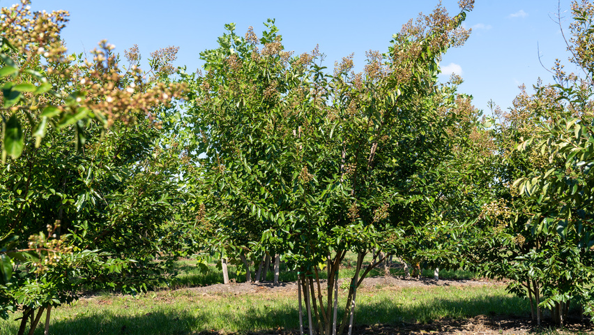 Lagerstroemia 'Natchez' mehrstämmige