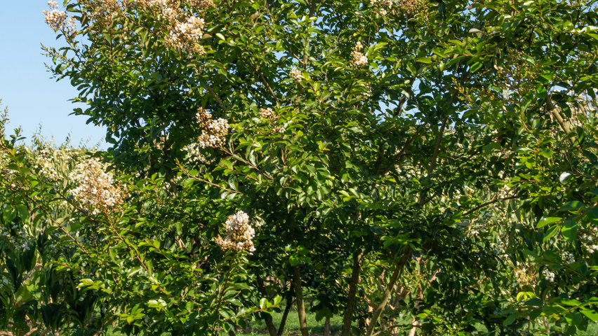 Lagerstroemia 'Natchez' mehrstämmige