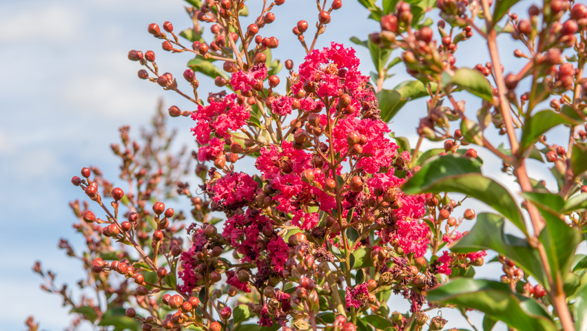 Lagerstroemia 'Tuscarora' fleurs