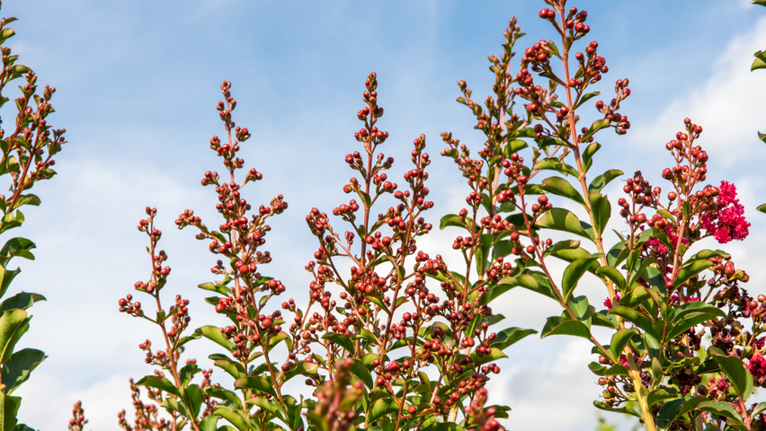 Lagerstroemia 'Tuscarora' fleurs