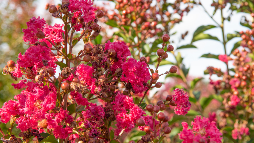 Lagerstroemia 'Tuscarora' fleurs