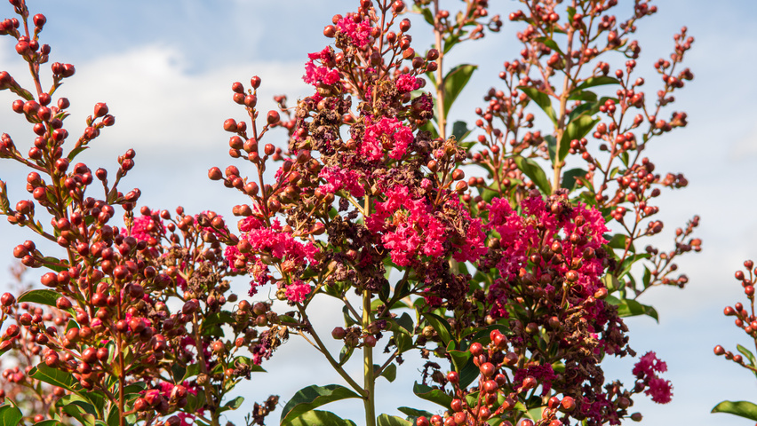 Lagerstroemia 'Tuscarora' fleurs