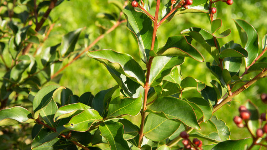 Lagerstroemia 'Tuscarora' Feuilles