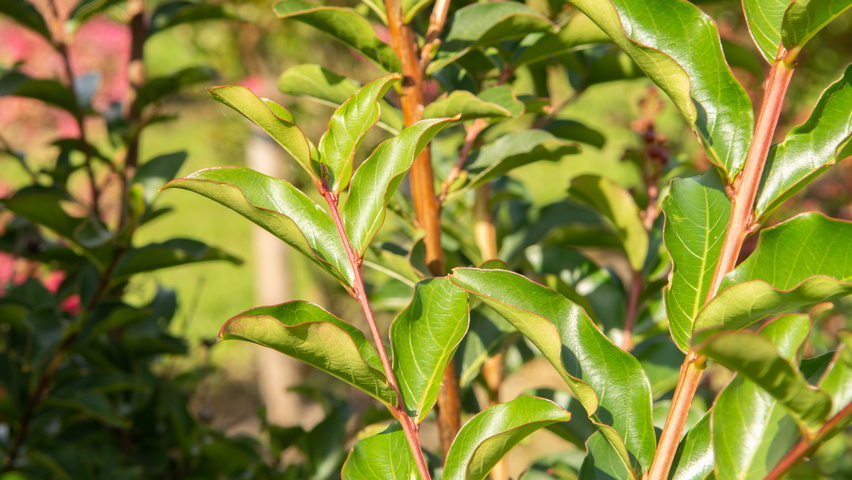 Lagerstroemia 'Tuscarora' Feuilles