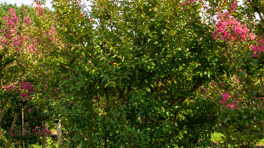 Lagerstroemia 'Tuscarora' multi-troncs