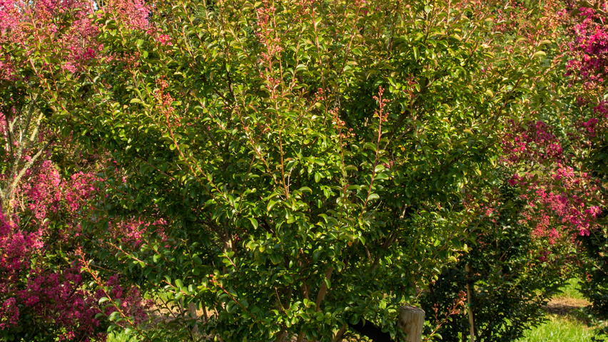Lagerstroemia 'Tuscarora' multi-troncs