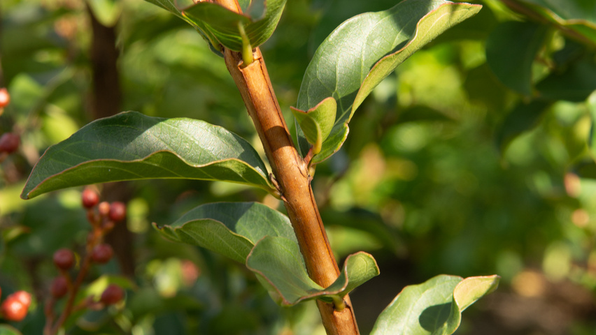 Lagerstroemia 'Tuscarora' rameaux