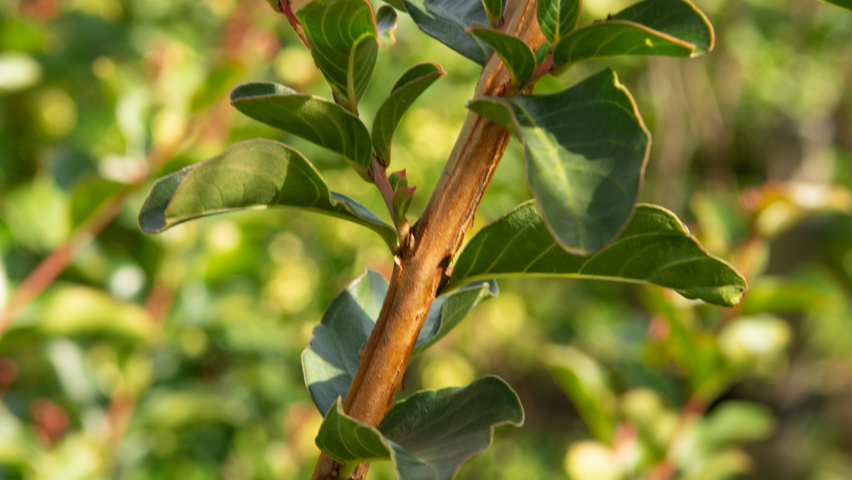 Lagerstroemia 'Tuscarora' rameaux