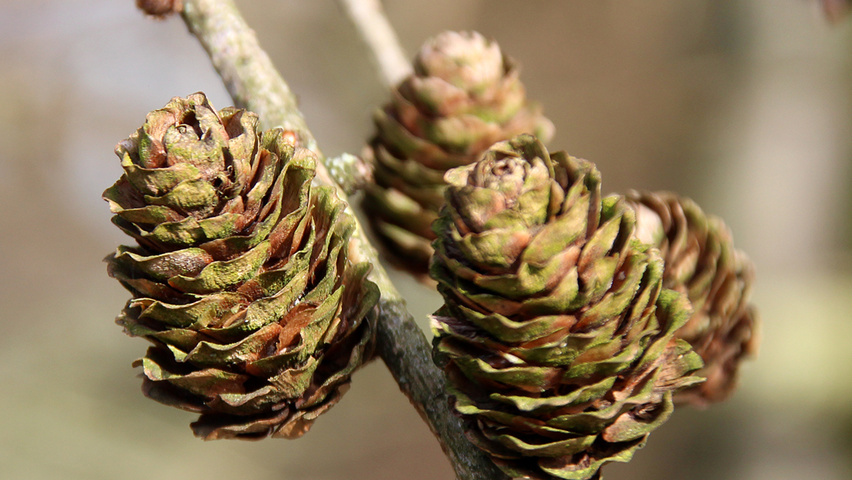 Larix decidua vrucht