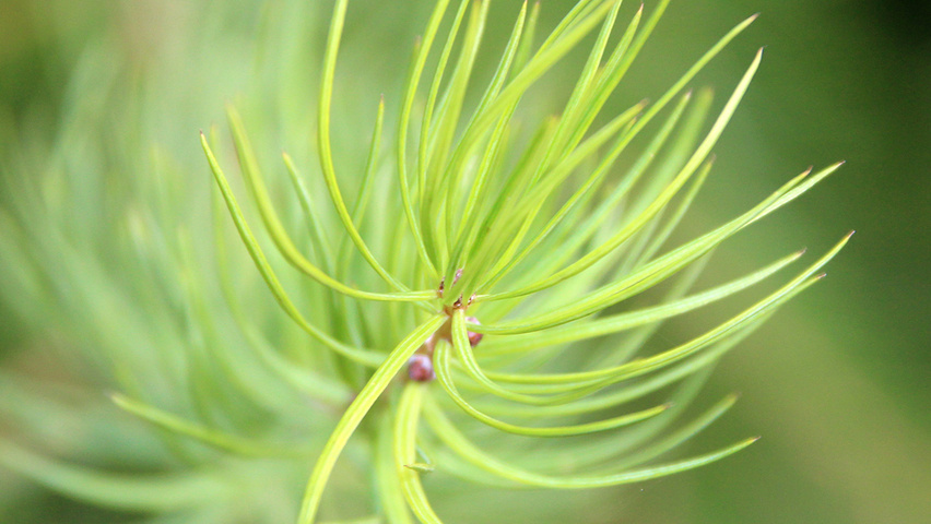 Larix decidua blad