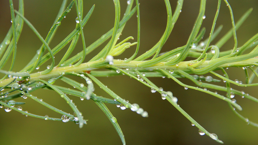Larix decidua blad