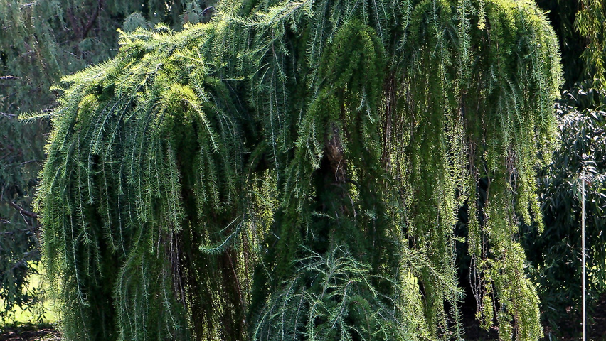 Larix decidua 'Pendula' standard tree