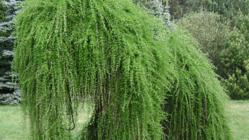 Larix decidua 'Pendula' standard tree
