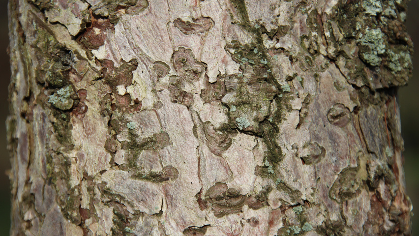 Larix kaempferi bark
