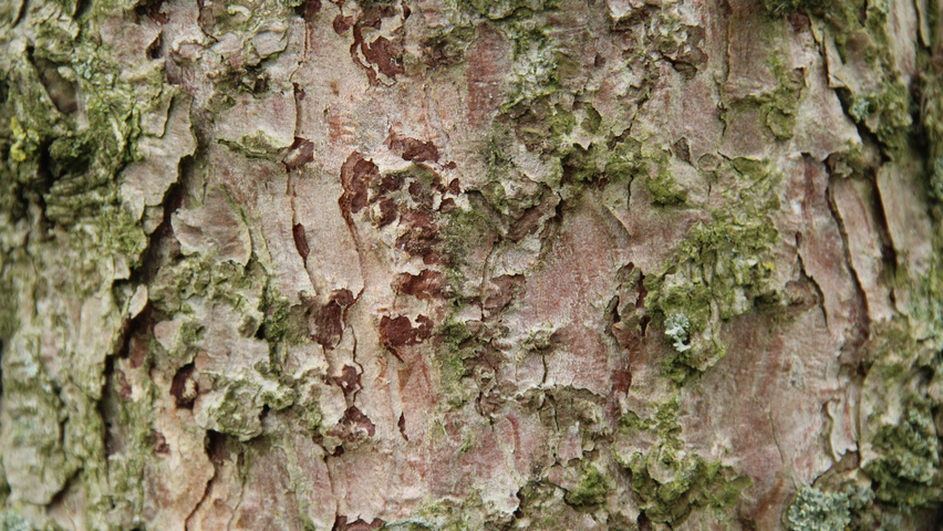 Larix kaempferi bark