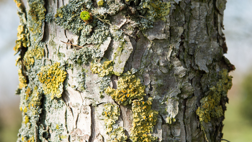 Larix kaempferi bark