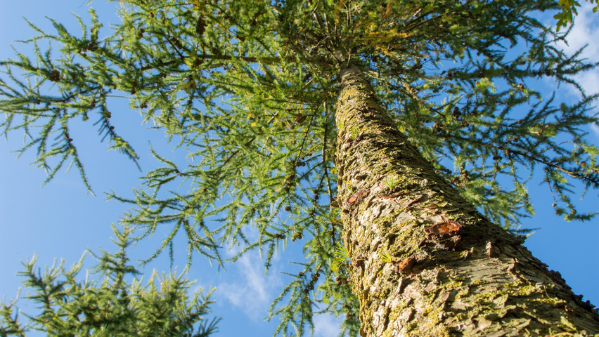 Larix kaempferi bark