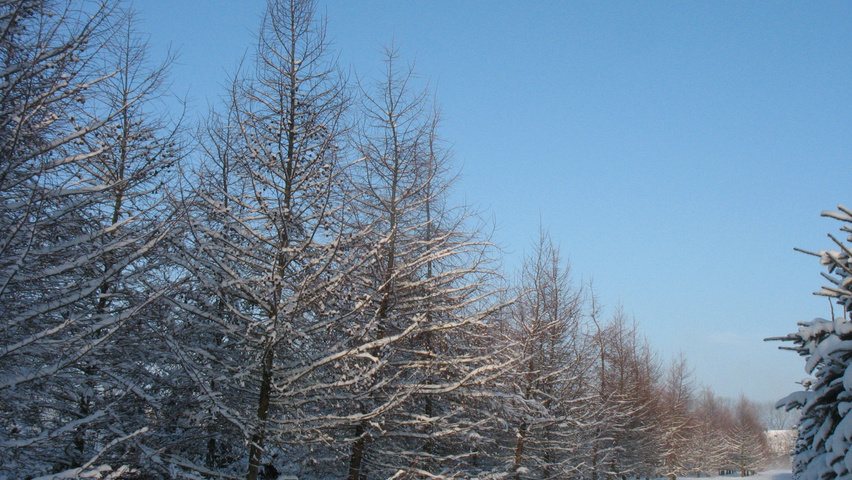 Larix kaempferi feathered