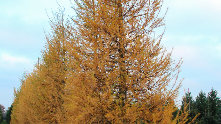 Larix kaempferi feathered
