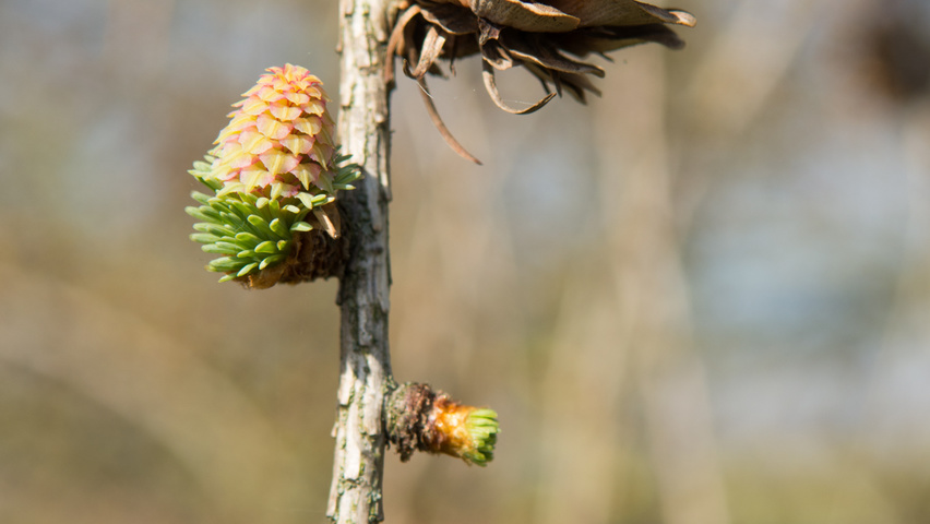 Larix kaempferi flowers