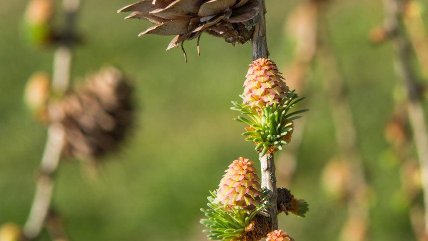 Larix kaempferi flowers