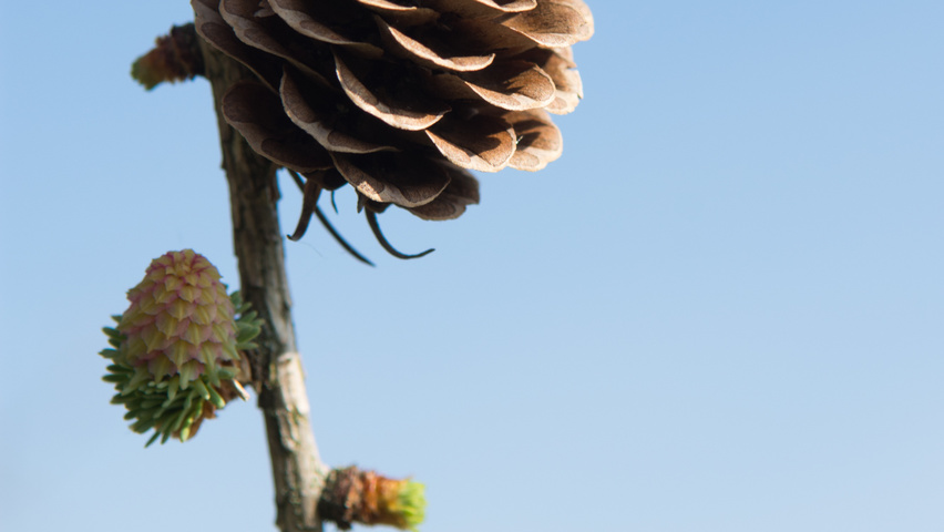 Larix kaempferi fruits