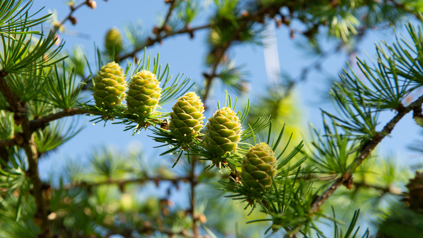 Larix kaempferi fruits