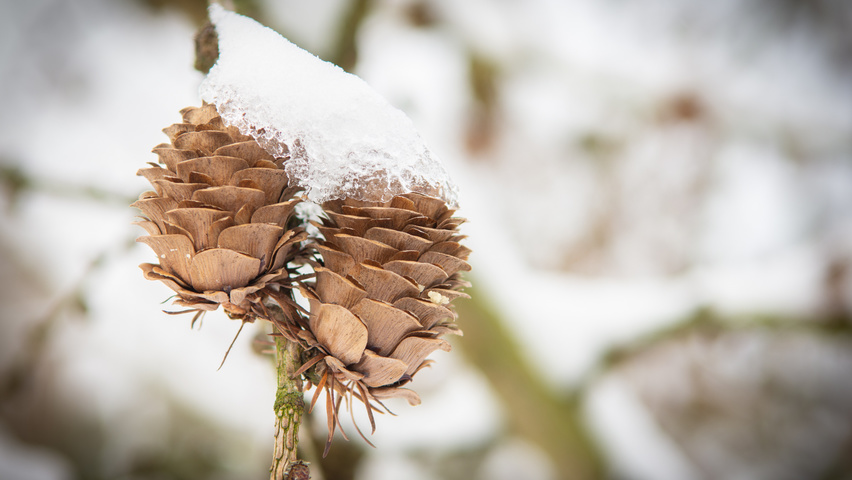 Larix kaempferi fruits
