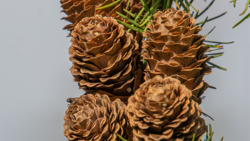 Larix kaempferi fruits