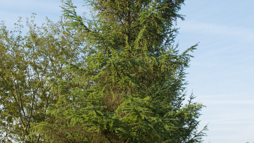 Larix kaempferi standard tree