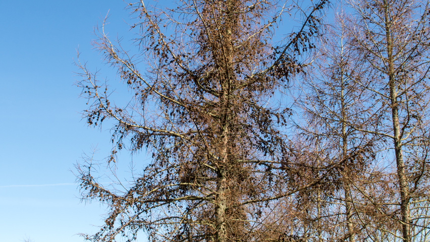 Larix kaempferi standard tree