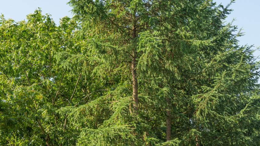 Larix kaempferi standard tree