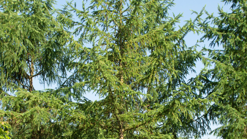 Larix kaempferi standard tree
