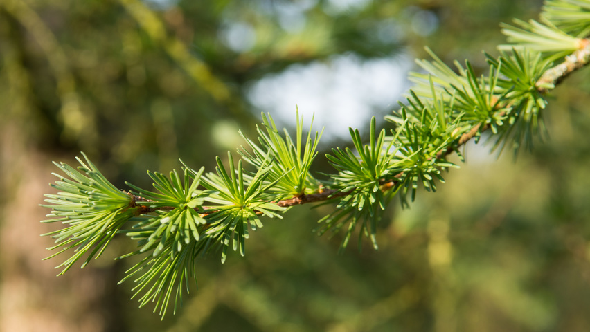 Larix kaempferi leaves