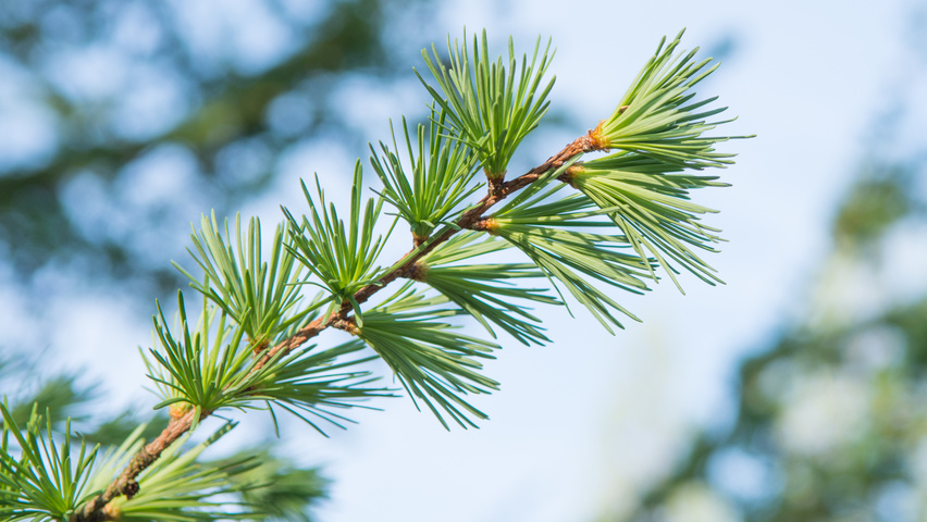 Larix kaempferi leaves