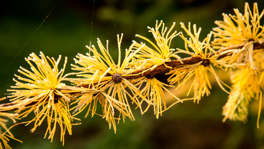 Larix kaempferi leaves