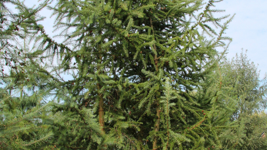 Larix kaempferi multi-stem