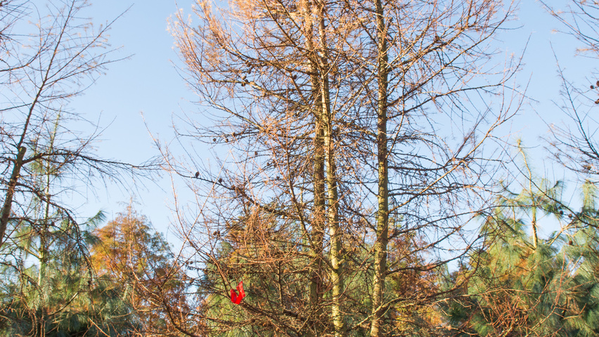 Larix kaempferi multi-stem
