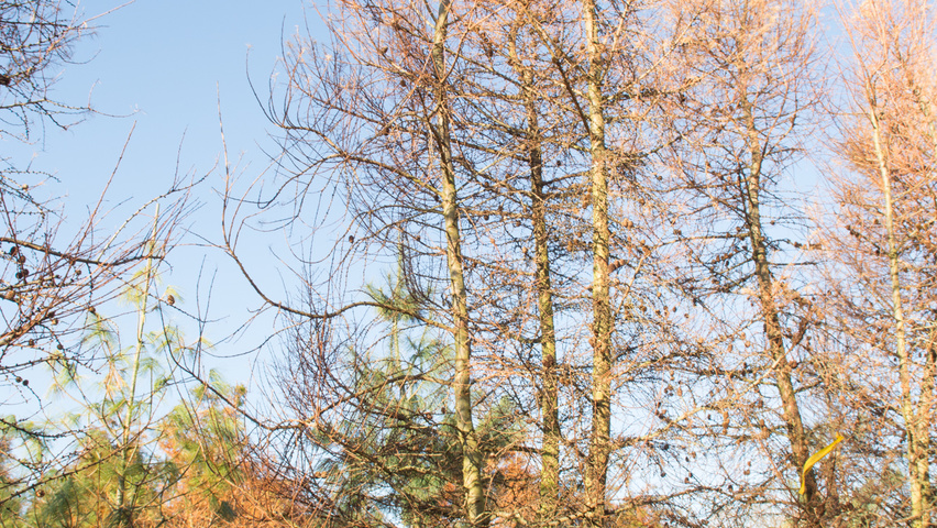 Larix kaempferi multi-stem