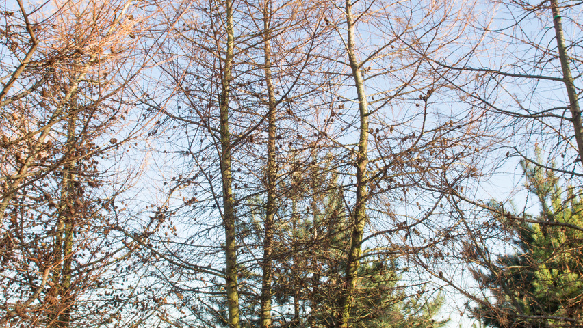 Larix kaempferi multi-stem