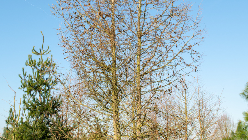 Larix kaempferi multi-stem