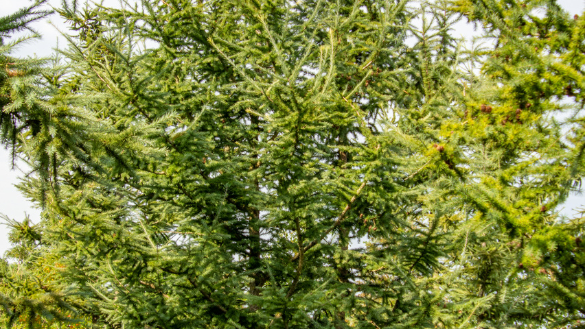 Larix kaempferi multi-stem