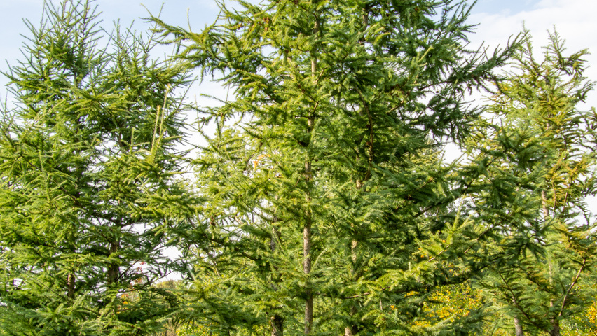 Larix kaempferi multi-stem