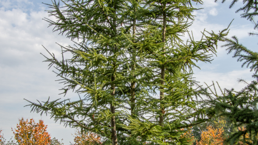 Larix kaempferi multi-stem