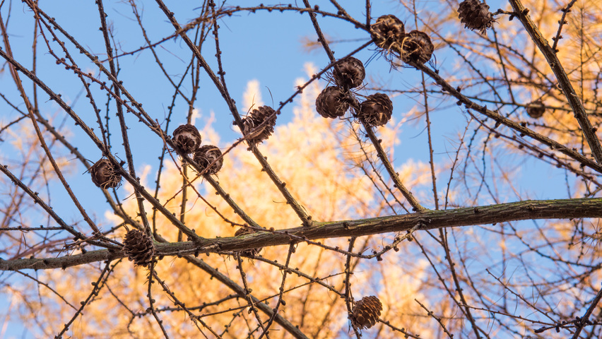 Larix kaempferi twigs