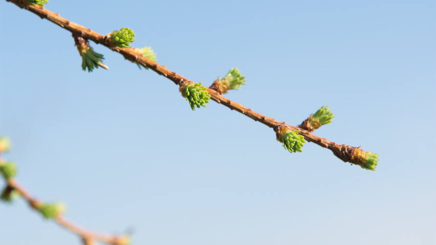Larix kaempferi twigs