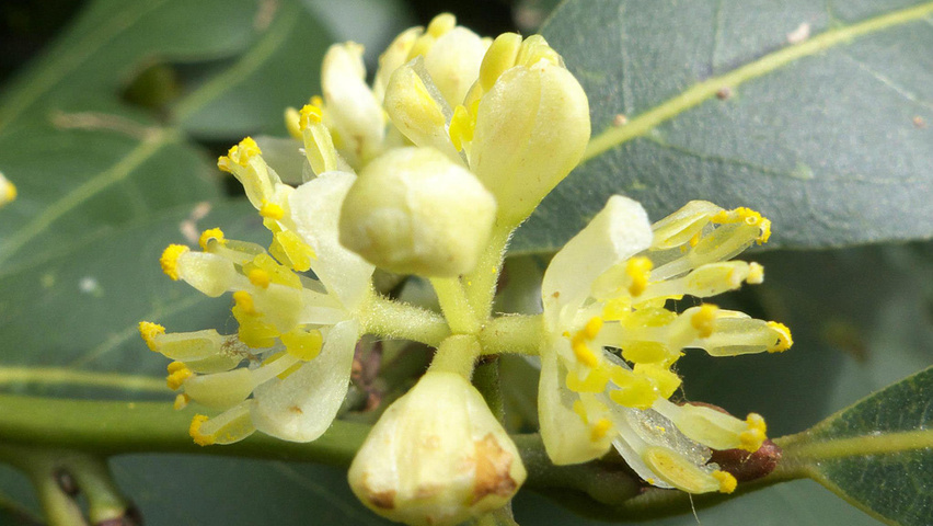 Laurus nobilis bloem