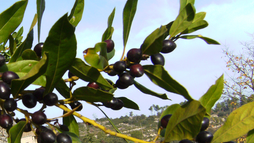 Laurus nobilis vrucht